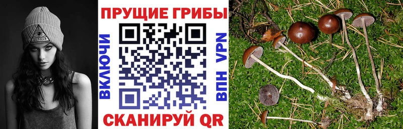 Псилоцибиновые грибы мицелий  Катайск 